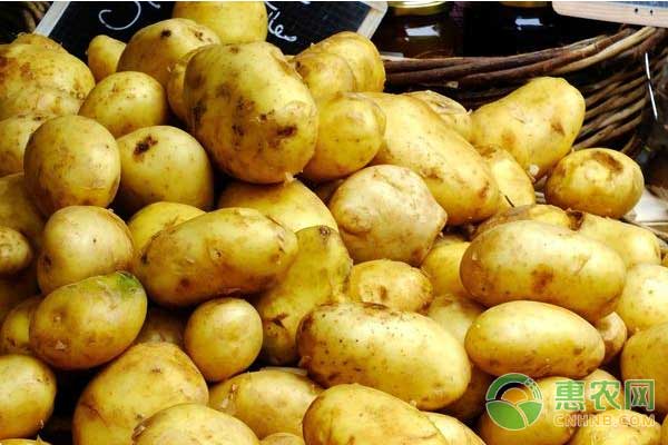 今日土豆行情如何?2017年11月24日土豆价格行情
