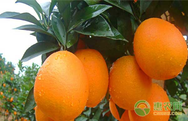 11月24日脐橙主产区收购价及行情分析