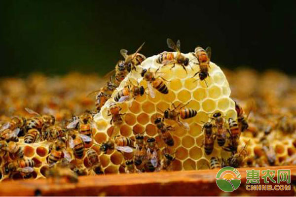 蜜蜂养殖过程中的病害,你知道怎么预防吗