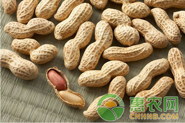 <a href='https://www.cnhnb.com/p/huasheng/' class='j-href' target='_blank'><span style='color:#FF8001'>花生价格</span></a>多少钱一斤？11月28日全国花生价格最新行情