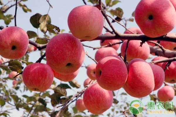 2017年11月29日苹果主产区价格行情