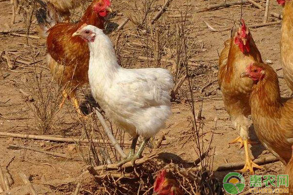 肉禽价格行情