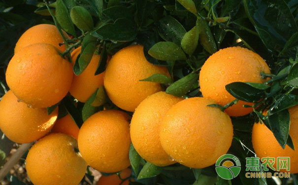 <a href='https://www.cnhnb.com/t/46474.html' class='j-href' target='_blank'><span style='color:#FF8001'>脐橙价格</span></a>
