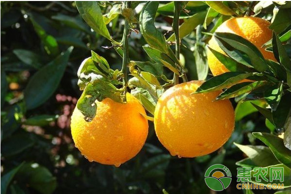 浅谈柑橘十二月份的栽培管理技术要点-惠农学