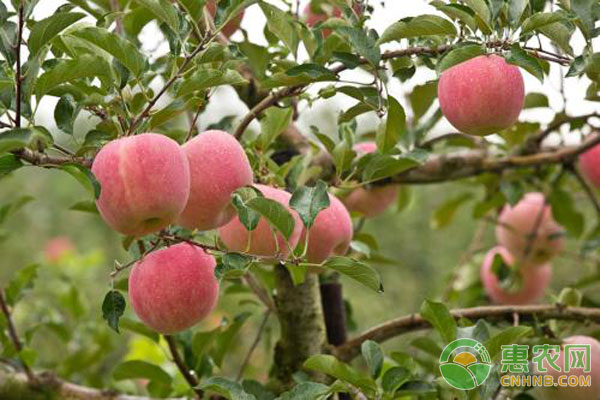 苹果种植技术