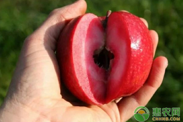红肉苹果种植