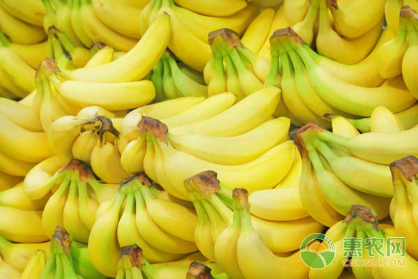 12月6日各香蕉产区最新收购价及行情