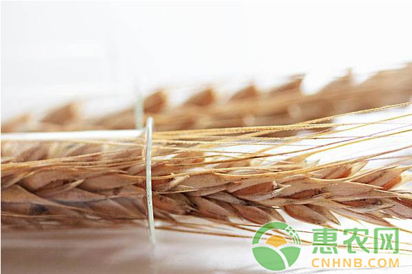 小麦价格多少钱一斤？今日小麦价格最新行情