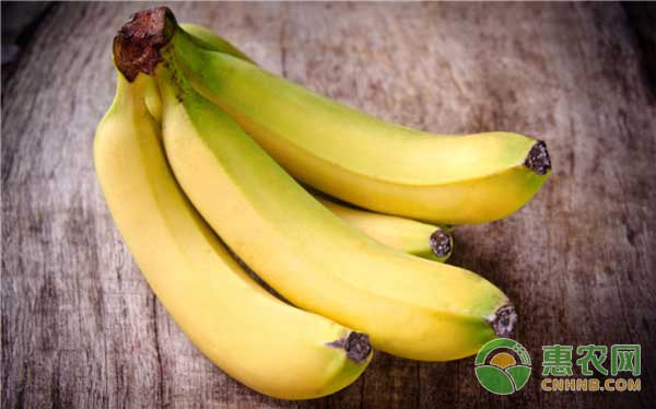 12月13日香蕉主产区最新收购价及行情