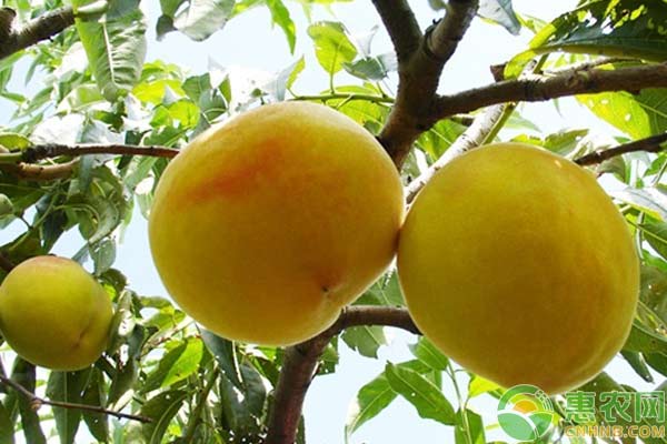 黄桃高产种植技术
