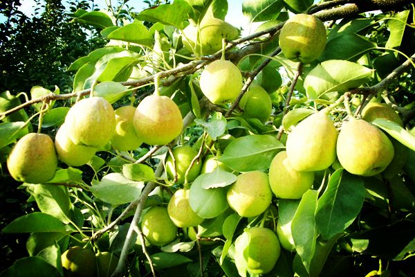 十大梨品种种植