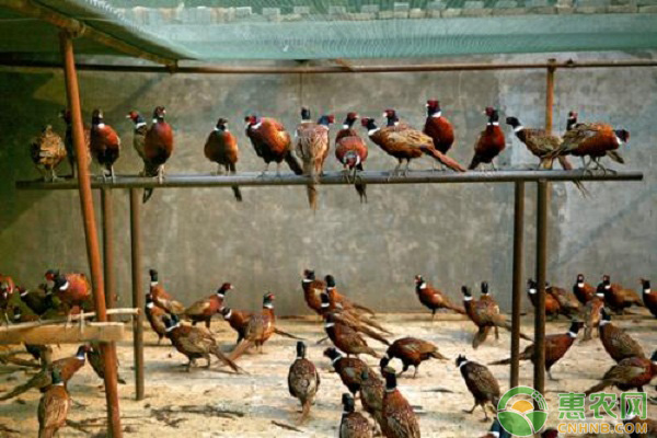 肉禽<a href='https://www.cnhnb.com/t/163989.html' class='j-href' target='_blank'><span style='color:#FF8001'>价格行情</span></a>