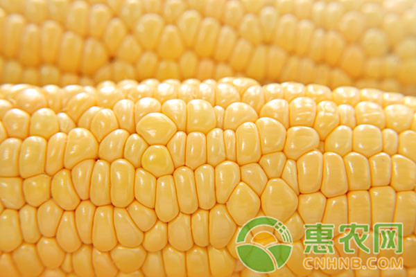 12月19日全国玉米价格最新行情分析：玉米价格又涨回来了！