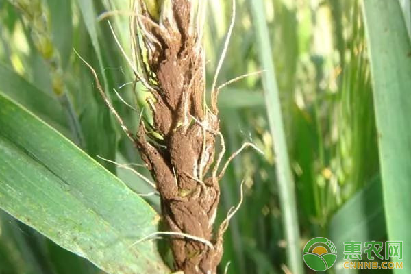 小麦常见病虫害及其防治措施