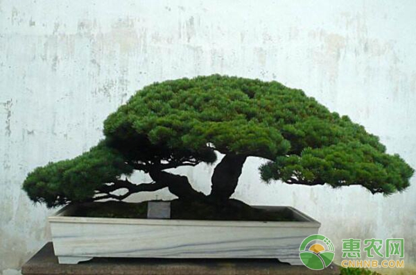 如何制作翠柏盆景?翠柏盆景的制作方法