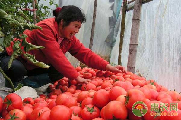 西红柿主产区价格
