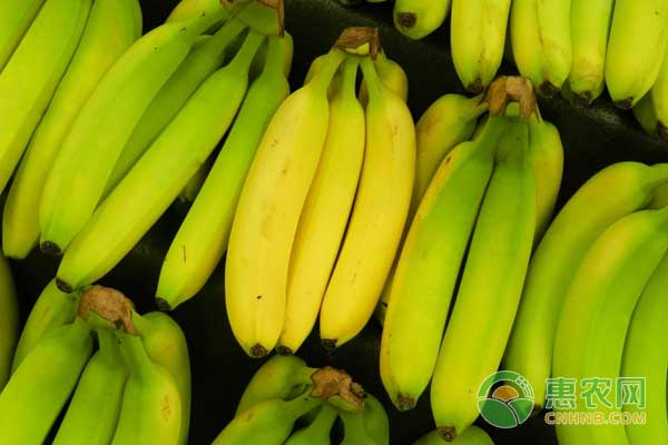 香蕉多少钱一斤？12月28日香蕉最新收购价及行情