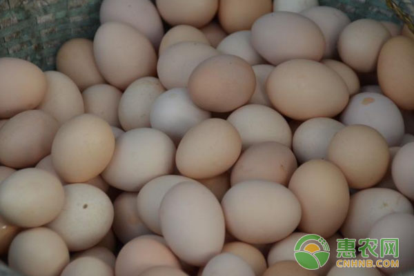 2018年1月2日全国鸡蛋报价：产区带头上涨