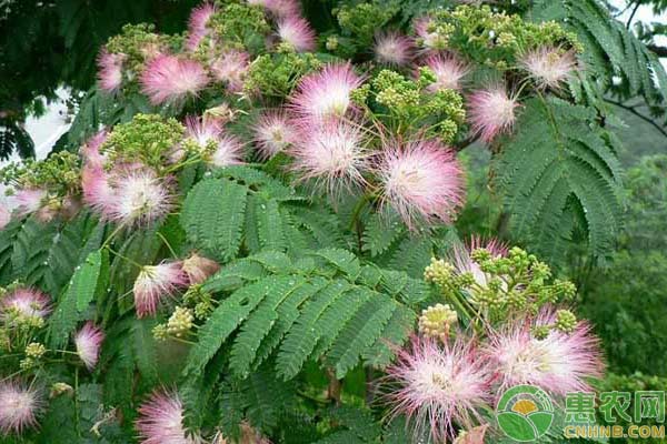 合欢花种植技术