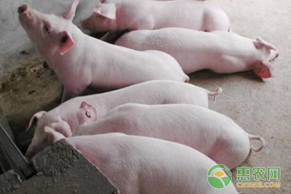 生猪价格行情:持续小幅度上涨 生猪价格行情:持续小幅度上涨