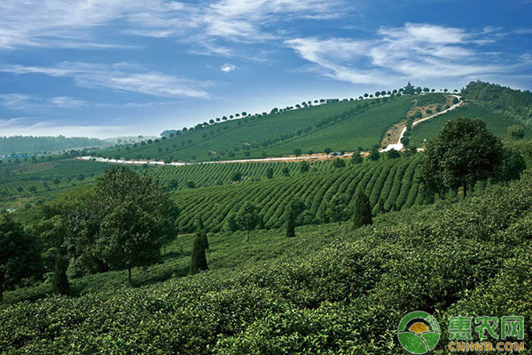 王吉珍：发展绿色生态农业，引领家乡人们走向致富路