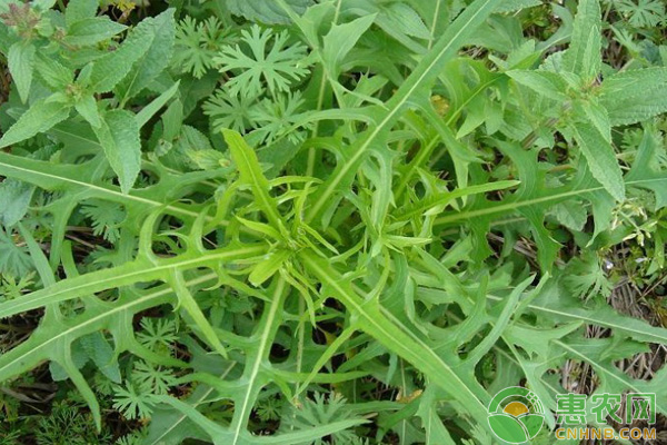 “禁用”百草枯之后，未来除草剂谁主沉浮？