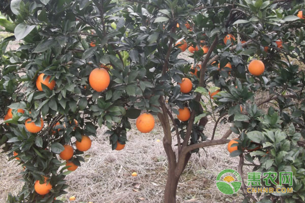 关于柑橘晚熟品种,您了解多少?