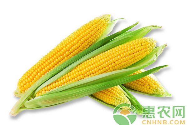 今天玉米价格多少钱一斤？1月16日全国玉米价格行情