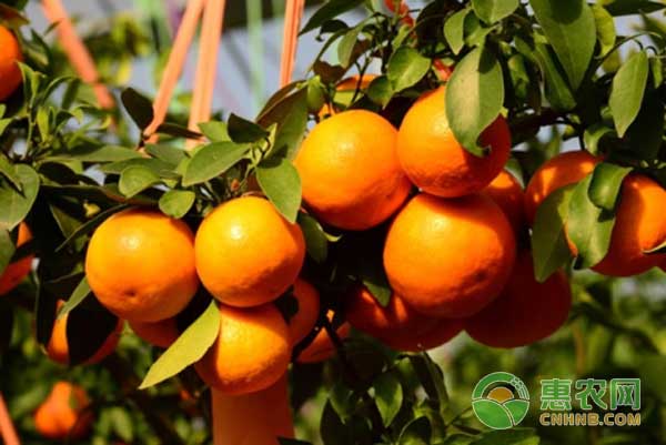 红美人柑橘怎么种?红美人柑橘种植技术