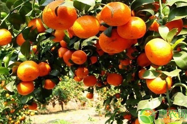 柑橘种植:柑橘幼树栽培管理技术