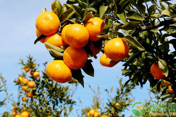 柑橘种植:柑橘幼树栽培管理技术