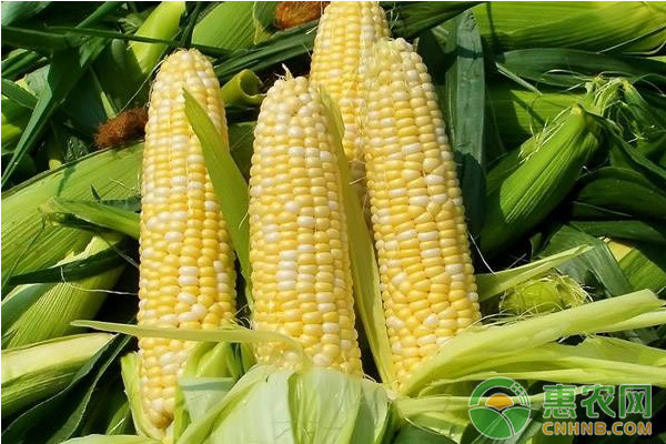 2018年1月18日全国玉米主产区最新价格行情