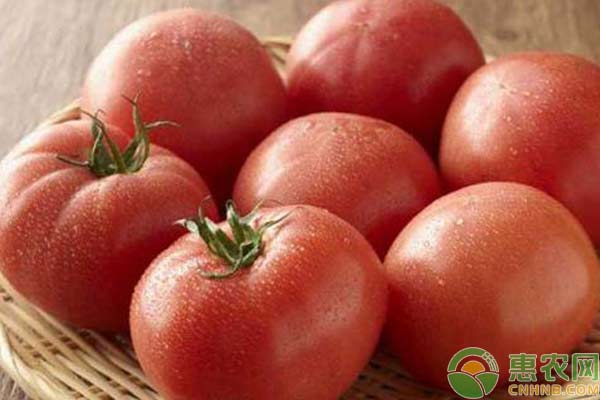 2018年1月20日西红柿主产区市场收购价格