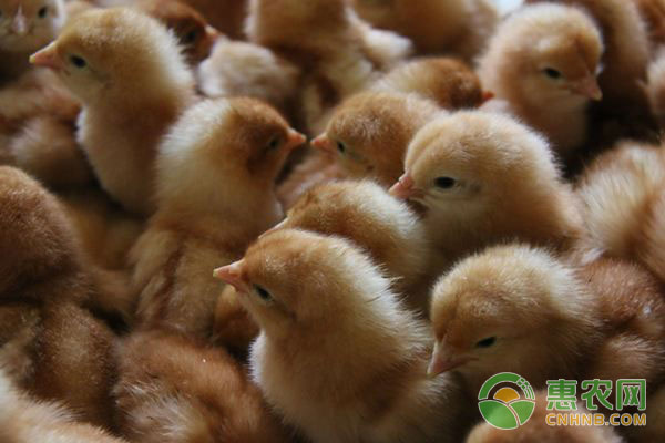 中药养鸡配方:三拗汤配方组成及用法用量