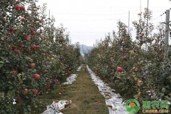 苹果价格行情