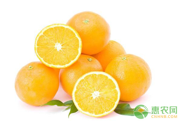 2018年1月24日全国脐橙主产地价格行情