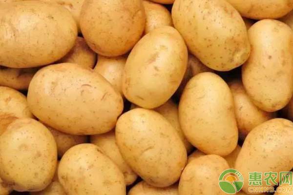  长阳县：一颗“金豆子”让薯农奔小康