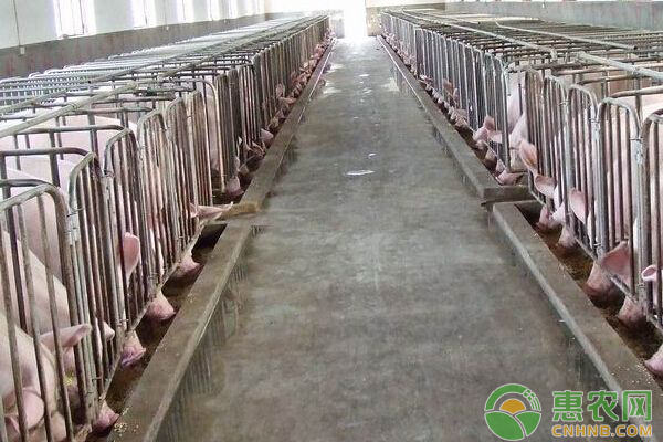 猪价为什么连续下降？年底猪价还能翻盘吗？