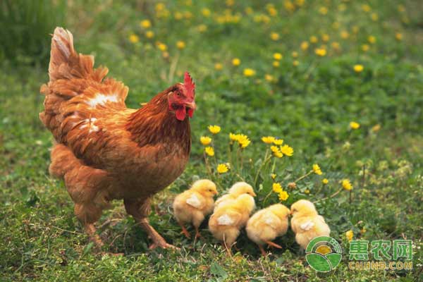 2月3日肉鸡、鸡苗及各品种鸡价格行情