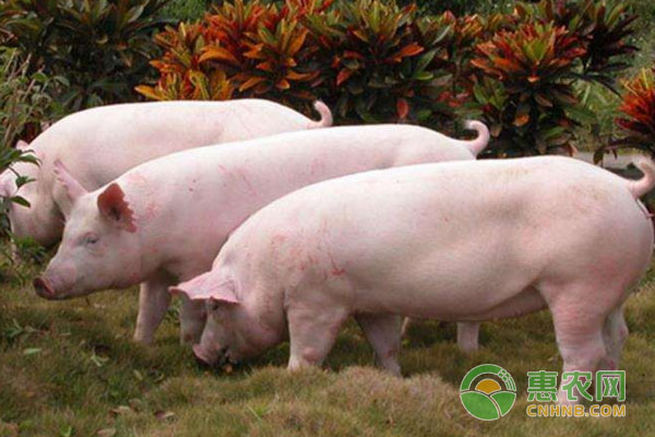 生猪价格是多少钱一斤？