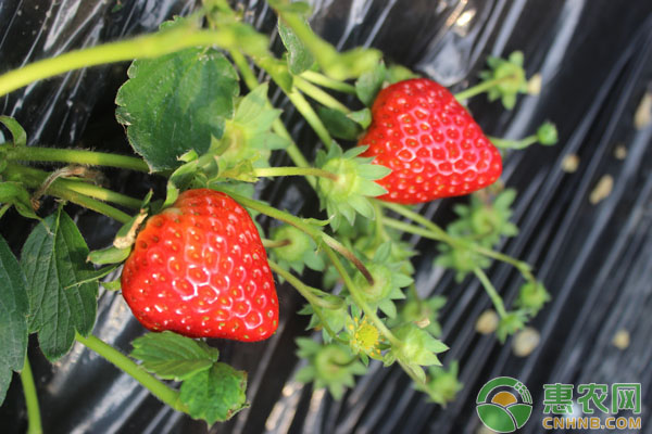 草莓多少钱一斤？2月6日草莓最新价格及行情分析