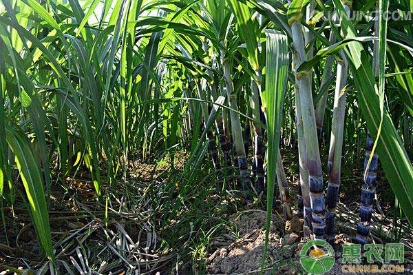 2月7日甘蔗产区价格行情与市场综评