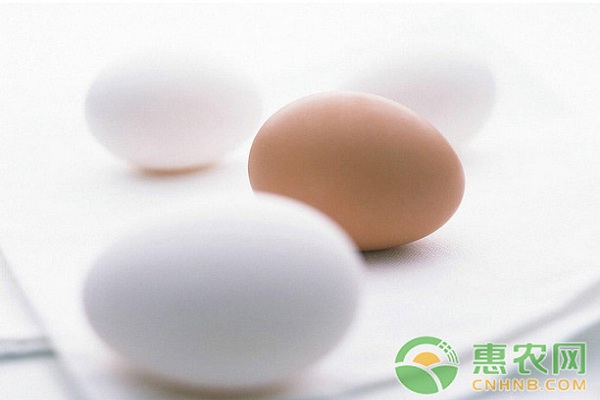 鸡蛋价格为什么这么低？2月12日全国鸡蛋价格最新行情