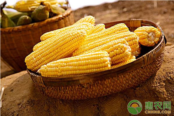 2018年2月22日玉米收购价格行情：节后玉米价格开门红