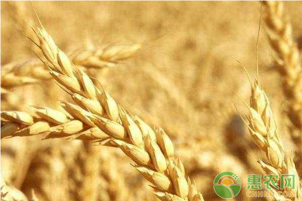 节后小麦价格走势如何？2月22日全国小麦价格最新行情