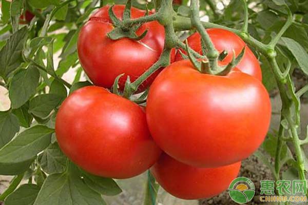 2018年2月23日西红柿主产区市场收购价格行情