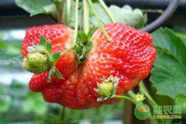 草莓畸形果原因?草莓水肥管理、人工授粉防畸形果
