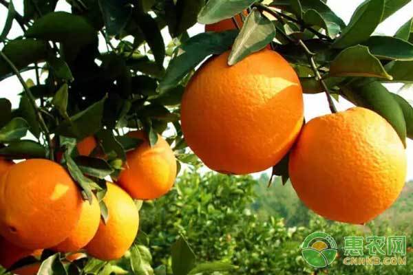 2018年2月24日脐橙主产区收购价格行情
