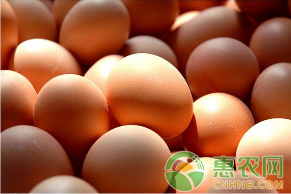 年后鸡蛋价格走势如何？2月24日全国鸡蛋价格最新行情