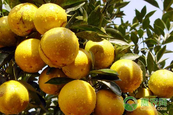 萝岗甜橙：中国农产品地理标志产品萝岗甜橙图文百科